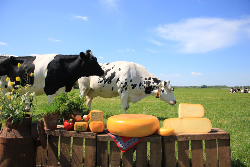 Koeien in het weiland bij kaas zuivelboerderij noordam